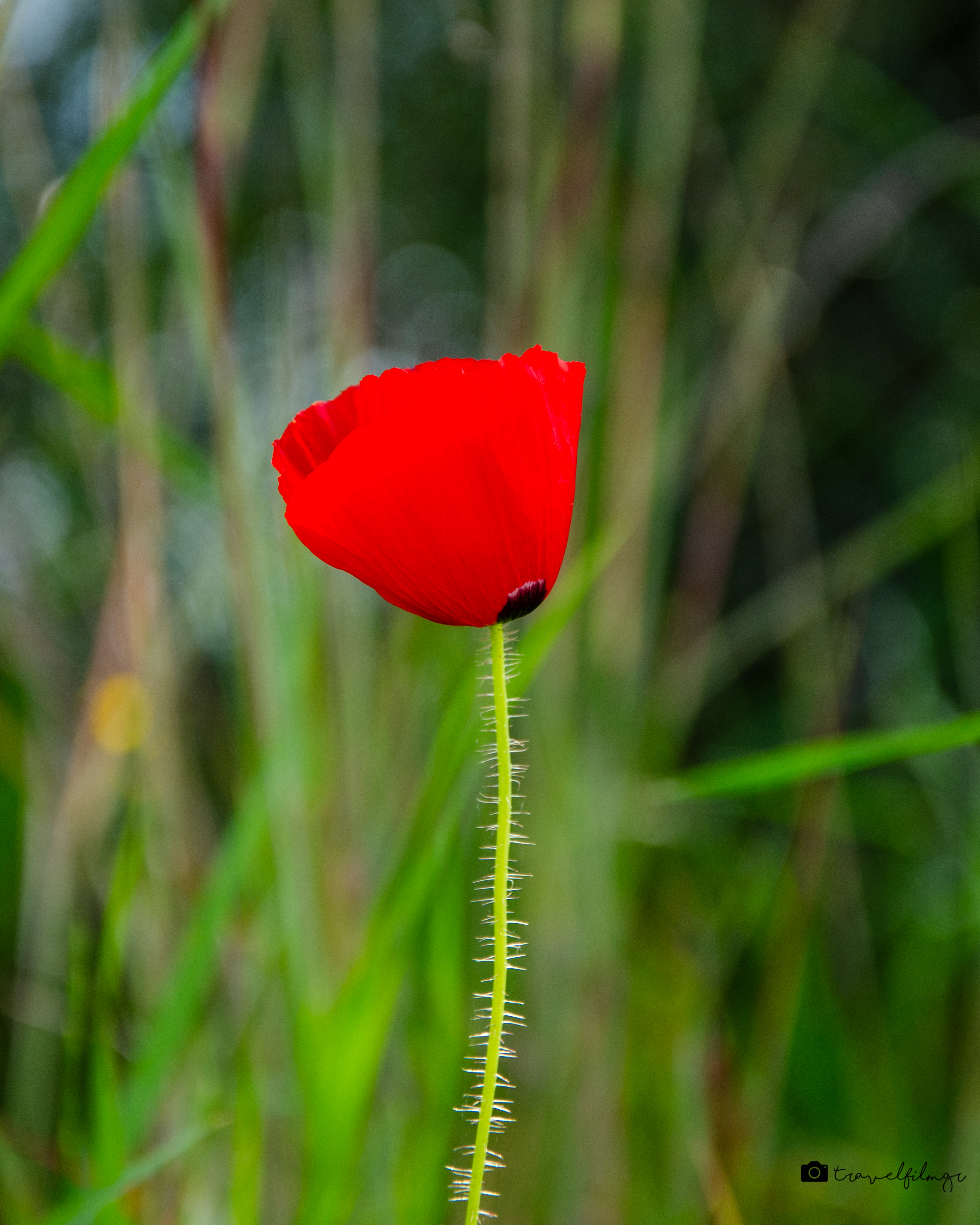 Wild Poppy